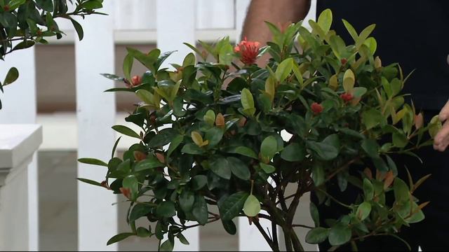 Cottage Farms Jungle Fire Ixora Patio Tree on QVC смотреть онлайн
