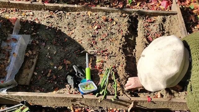 Посадка черенков роз под зиму, после обрезки роз. смотреть онлайн