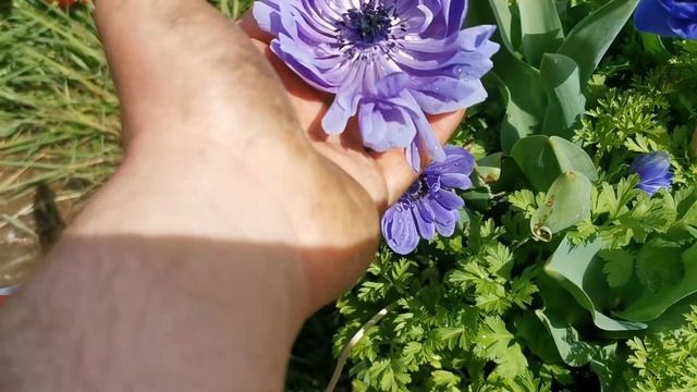 Anemone Coronaria 