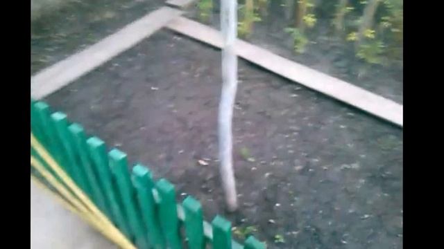 Самара.Грецкий орех в России,миф или реальность. смотреть онлайн