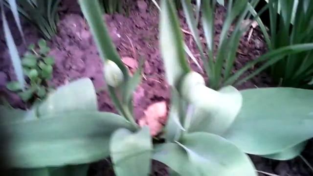 Мой дворик спустя 5 дней смотреть онлайн