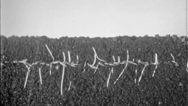 Семеноводы из Красной Балтики, 1974. смотреть онлайн