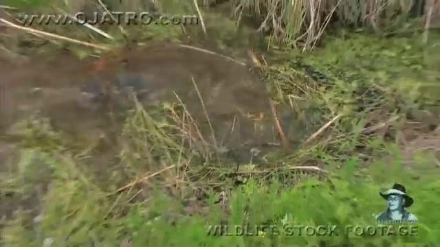 Alligator eats Python 02 - Time Lapse смотреть онлайн