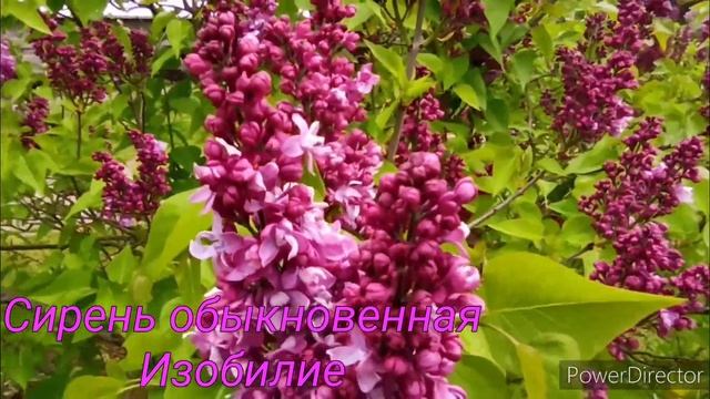 Сорта сирени (коллекция Центрального Ботанического сада, Минск) смотреть онлайн