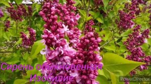 Сорта сирени (коллекция Центрального Ботанического сада, Минск)