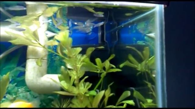 Indian Rice Fish (Oryzias dancena) смотреть онлайн