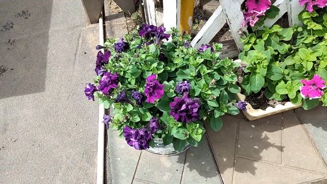 Обзор цветов в моём саду Цветение в конце июня смотреть онлайн