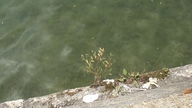 Змеи в озере Пятигорска смотреть онлайн