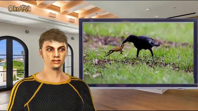 7 необычных вещей, которые могут делать вороны смотреть онлайн