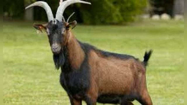 Забой некастрированного козлика. Как сделать всё правильно. Мясо вкусное и не пахнет. смотреть онлайн