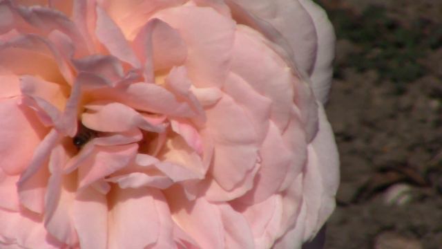 San Jose Heritage Rose Garden Bees 3 смотреть онлайн