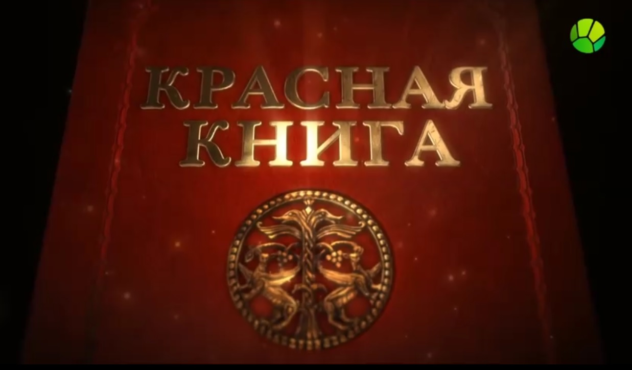 Красная книга смотреть онлайн