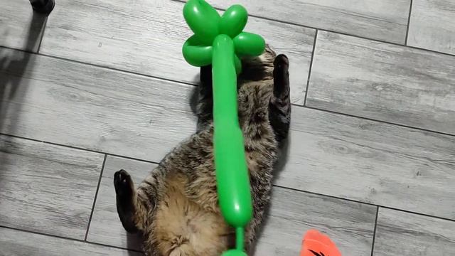 Ленивый кот и шарик смотреть онлайн