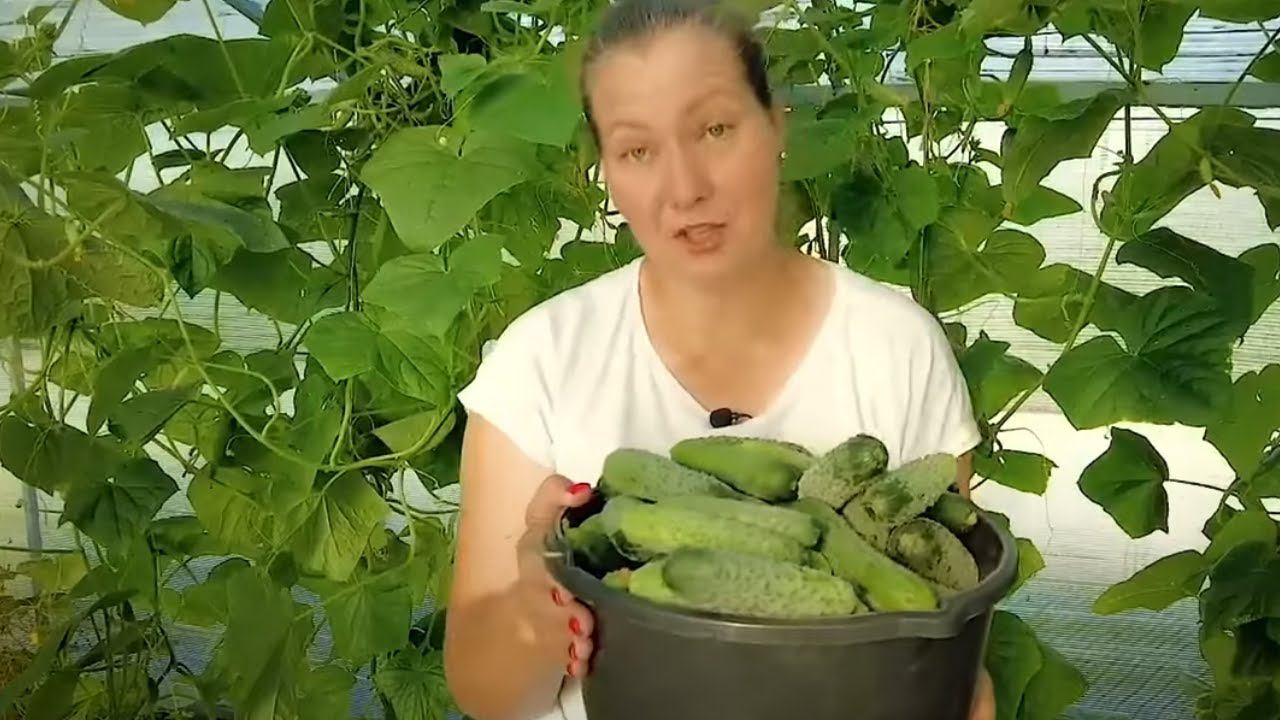 Хотите много огурцов - выбирайте эти семена! Самые-самые ранние, урожайные и неприхотливые. смотреть онлайн