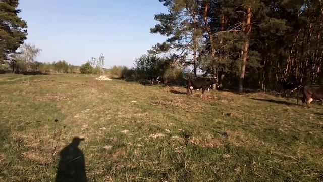 Электропастух для КРС. смотреть онлайн