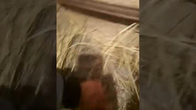 Обязательная процедура в гнезде крольчихи сразу после окрола. смотреть онлайн