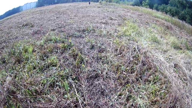 Миниатюрный бультерьер Адель, 03.09.2017 смотреть онлайн