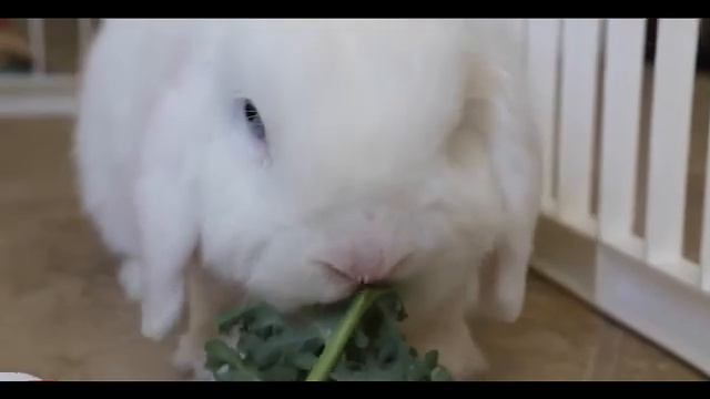 Песенка Белого кролика смотреть онлайн