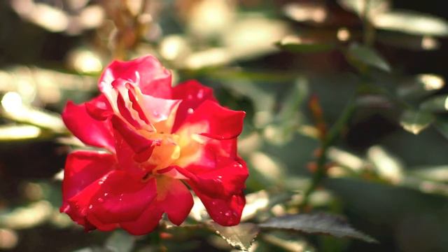 Rose Charleston