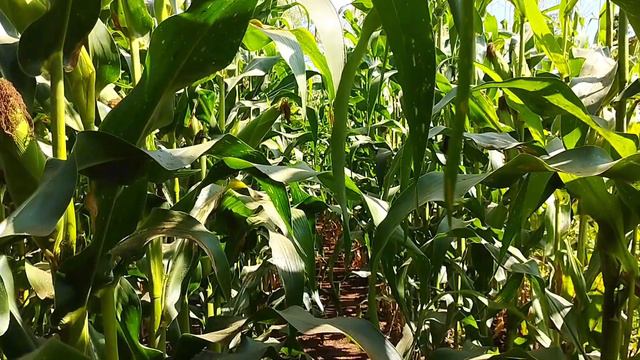 MAIZE FARMING KEY TIPS || how to obtain Maximum yields смотреть онлайн