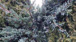 Живая изгородь из туи западной и можжевельника горизонтального. Февраль 2020 года.