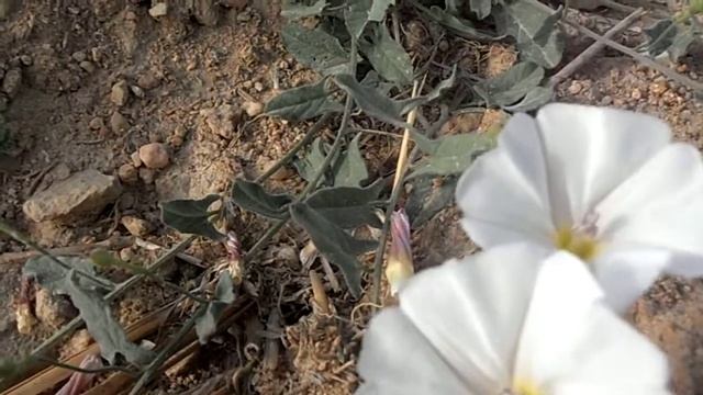 CORREHUELA: Convolvulus arvensis (www.riomoros.com) смотреть онлайн