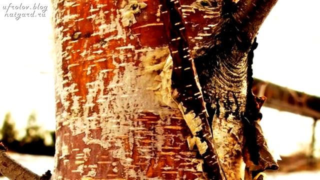 ГРИБ ЧАГА. Как Солженицын вылечил свой РАК ! Уникальные лечебные свойства высших грибов. Фролов Ю.А смотреть онлайн