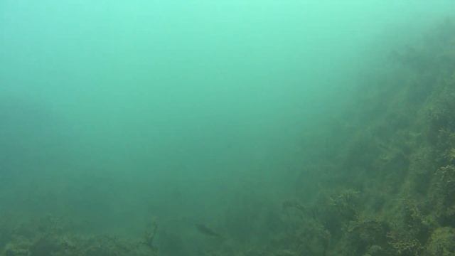 Подводные мгновения Черного моря возле памятника погибшим рыбакам в Новороссийске смотреть онлайн
