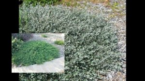 Почвопокровные / Виды / Для тени и солнца / Для газона