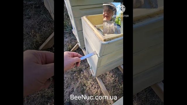 Були відводки по 2 рамки, стали донорами на нуки) смотреть онлайн