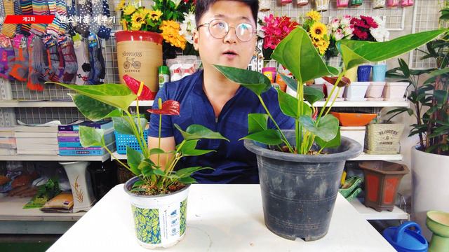 안스리움 키우기 🍒 안스리움 번식 🌺 Anthurium andraeanum care смотреть онлайн