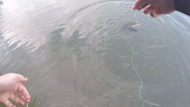 Рыбалка на Днестре, закончился запрет. смотреть онлайн