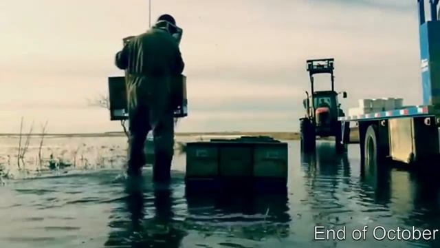 Как подготовить промышленную пасеку к суровой и долгой зиме? Иан Степплер, Канада смотреть онлайн