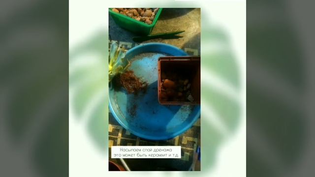 Суккуленты - пересадка после покупки из цветочного магазина! смотреть онлайн