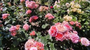 Роза Мери Энн  или Чиппендейл ⁉️?Обе красавицы ???