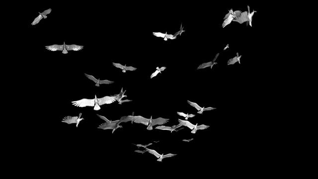 футаж птицы futazh pticy смотреть онлайн