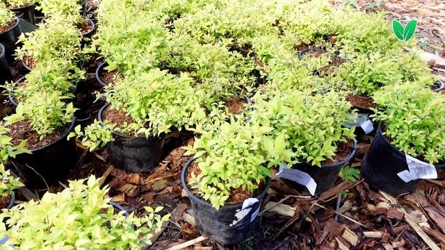 Спирея японская «Голдмаунд» Spiraea japonica «Goldmound», Зеленый Сад смотреть онлайн