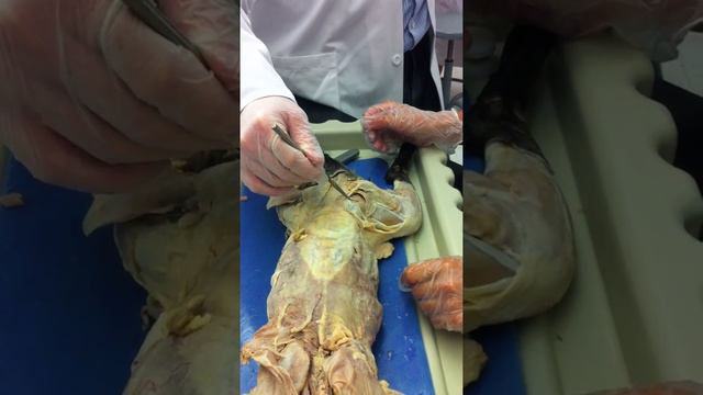 Cat Lab 6/14 B смотреть онлайн