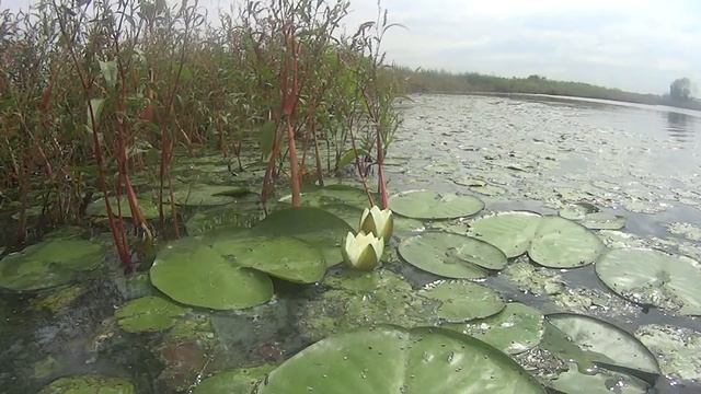 Кувшинка в Морозово смотреть онлайн