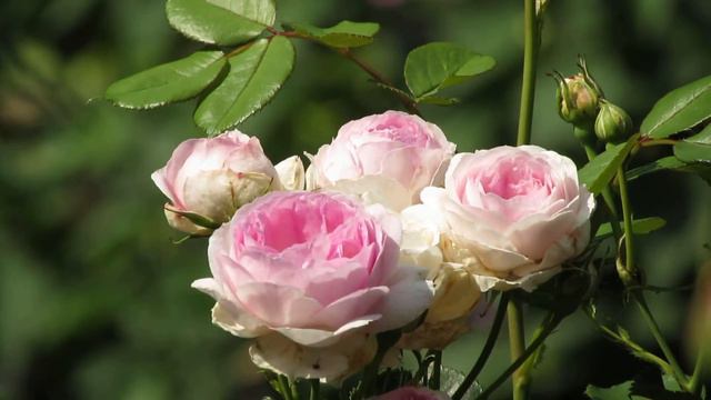 Rosa Vesalius