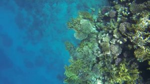 GoPro Hero 3: Пример съемки под водой