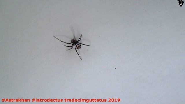 Астрахань,Каракурт - Latrodectus tredecimguttatus (Самец) смотреть онлайн