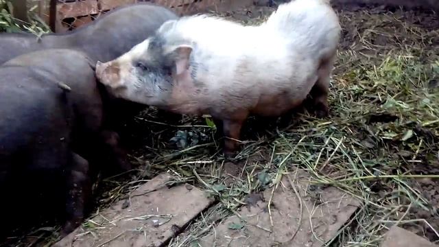 Травоядные поросята смотреть онлайн