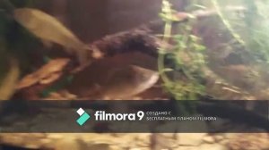 Как содержать карася в аквариуме.