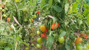 Томат "Дуся красная". Урожай 2019 года