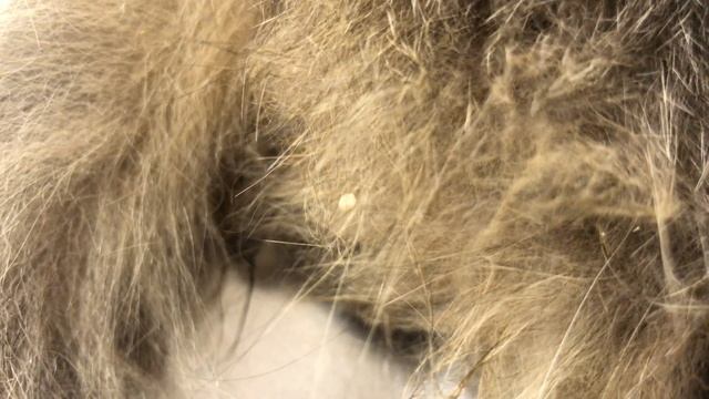 Самоделкин