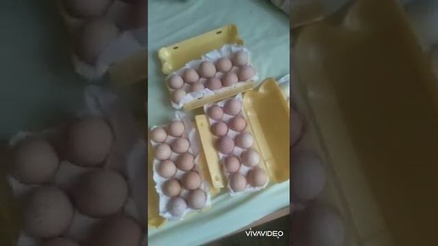 Первая инкубация в инкубаторе Матрица Дели смотреть онлайн