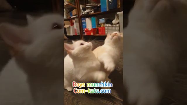 Munchkin kittens cute short legs cats смотреть онлайн