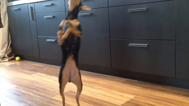 Той терьер танцует под Моцарта Смешные маленькие собачки Моцарт для самых маленьких смотреть онлайн