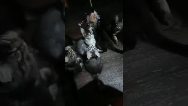 мейн-Кун котята. продажа. пишите. смотреть онлайн